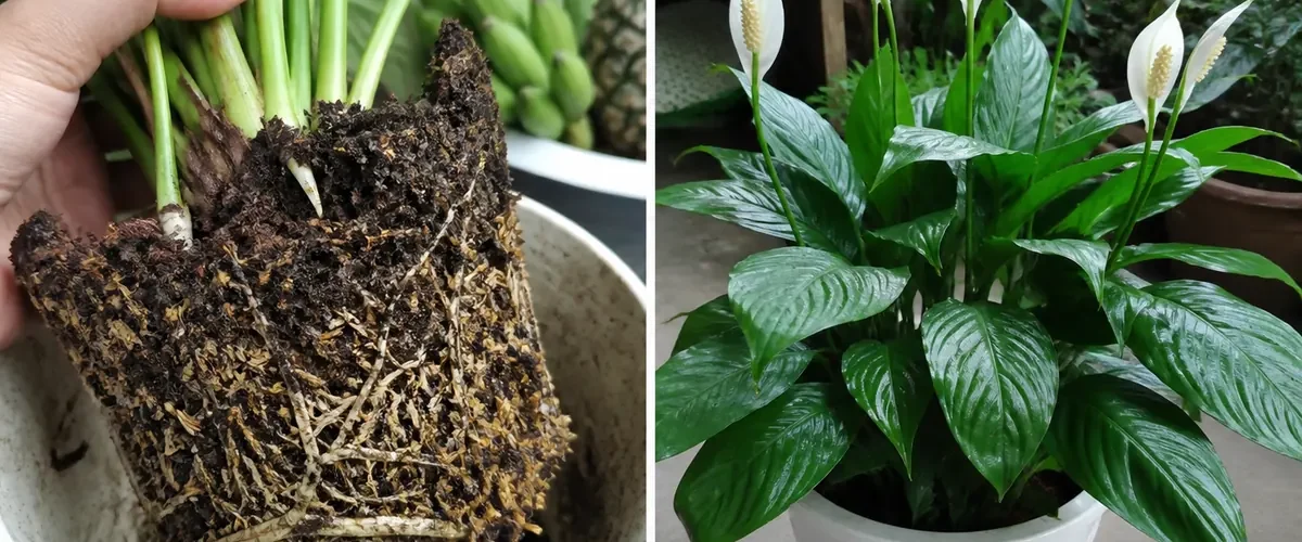 Bloomless peace lily beside rice water before healthy leaves and white flowers afterward