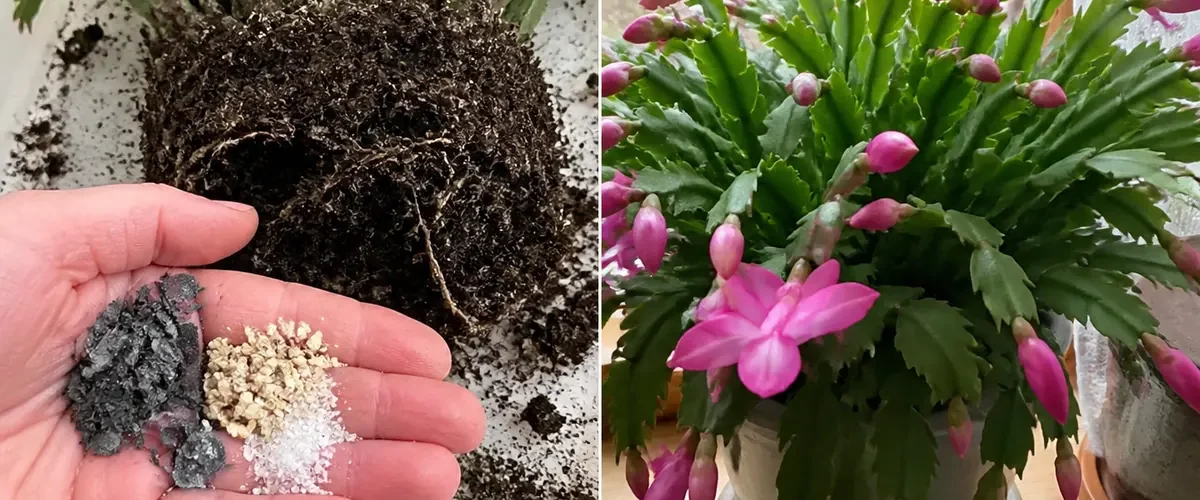 Mixed Christmas cactus booster before and natural buds after seasonal care