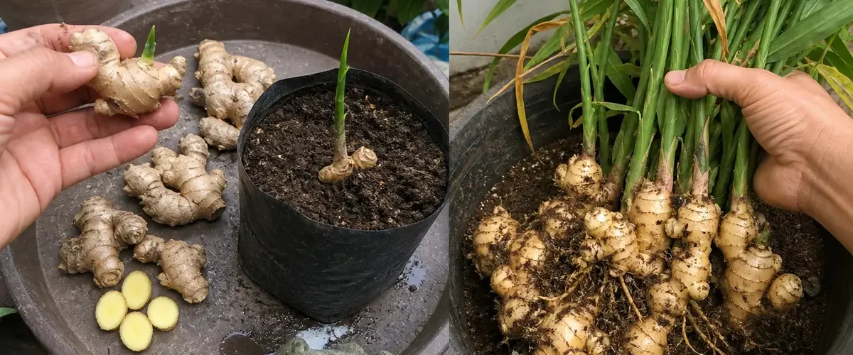 Budded ginger pieces before lush shoots and fresh rhizomes afterward