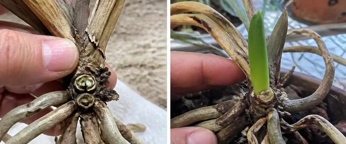A leafless orchid before rescue and after beginning a new root or basal shoot