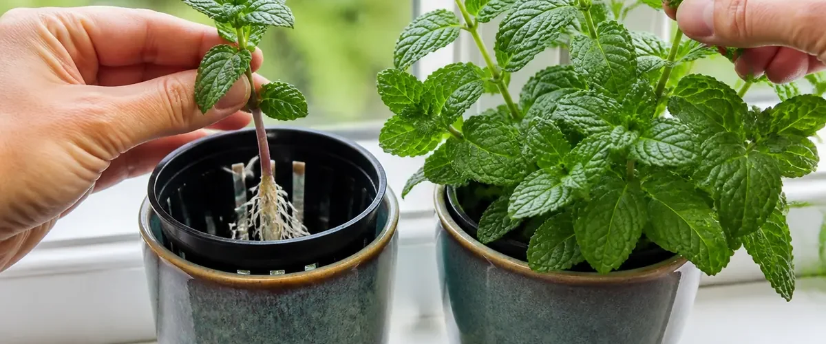 Rooted mint cutting in a cup before a dense fresh harvest afterward