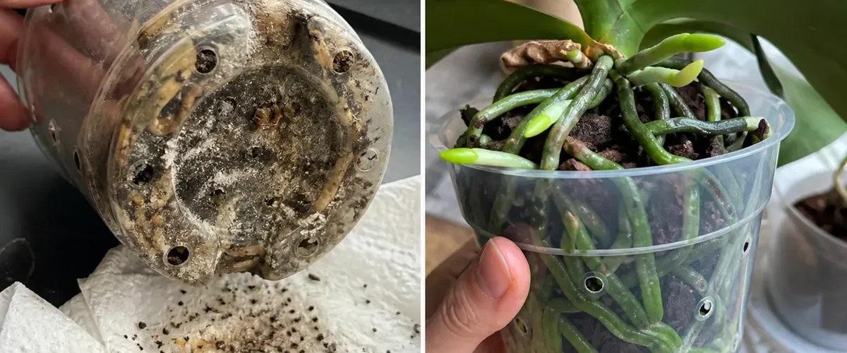 Sticky sugar and banana orchid bark before clean vigorous roots afterward
