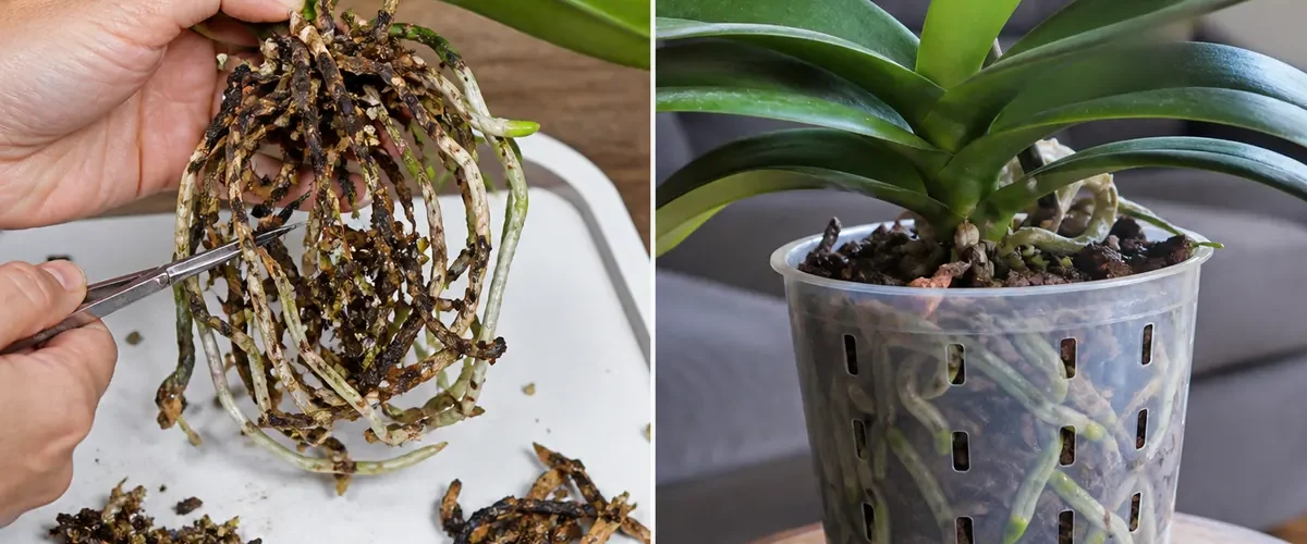 Rotten orchid roots before clean new root growth afterward