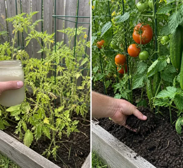 Before and after compost feeding for tomato and cucumber plants