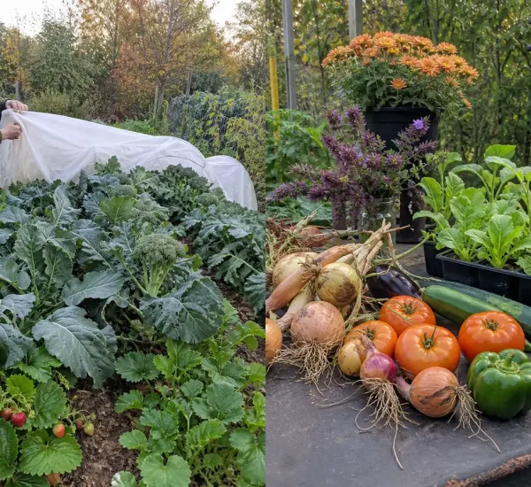 Late-season vegetables before protected crops cured onions and new seedlings afterward
