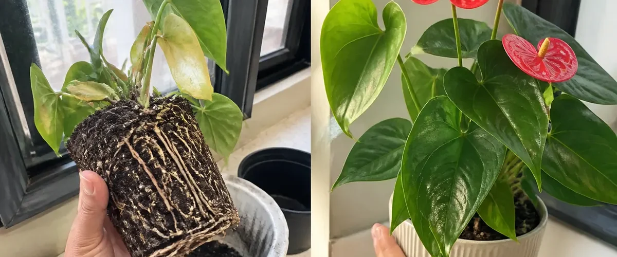 Weak Anthurium roots before glossy leaves and natural red spathes afterward