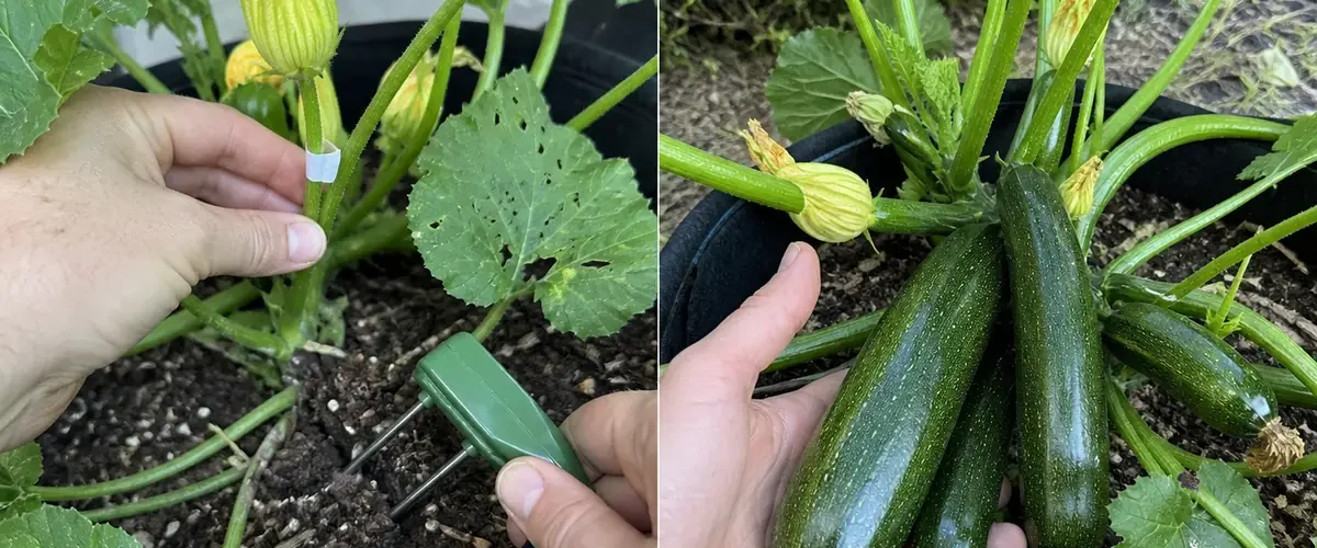 Aborted zucchini flowers before a heavy believable harvest afterward