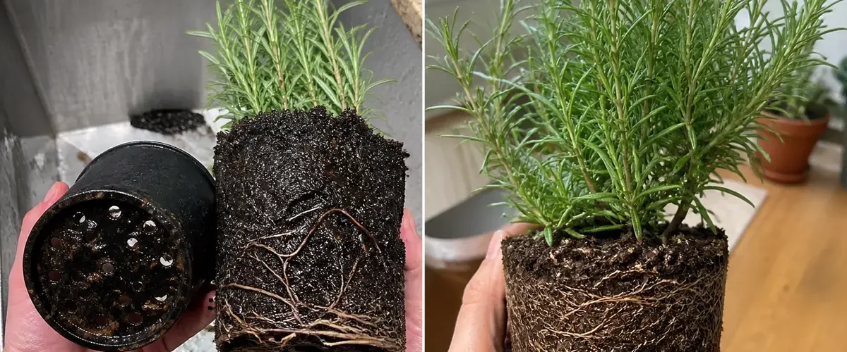 Waterlogged rosemary roots before a dense healthy potted herb afterward