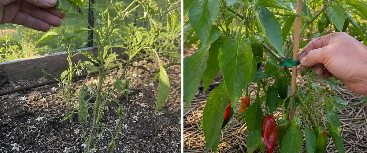 Before and after pepper care with supported plants and a colorful harvest