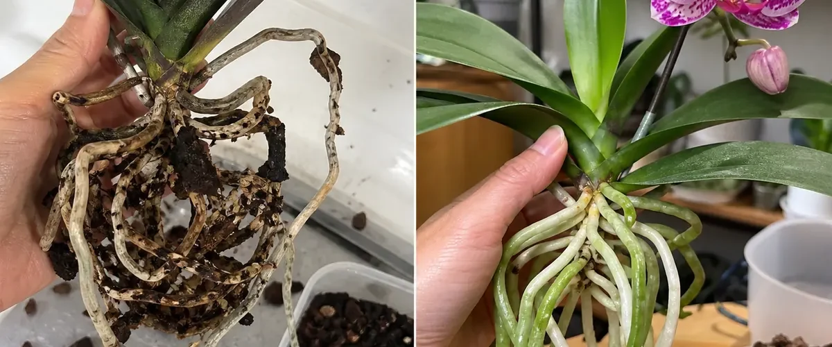 Bloomless orchid roots and spikes before a strong natural repeat bloom afterward