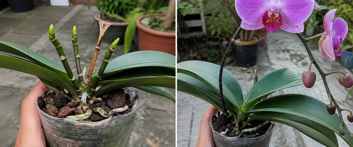 Finished orchid spike before a strong natural rebloom afterward