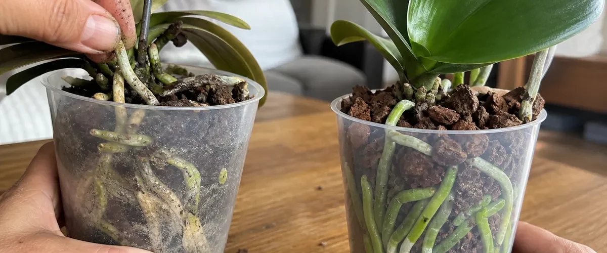 Rice-clogged orchid roots before airy roots and new growth afterward