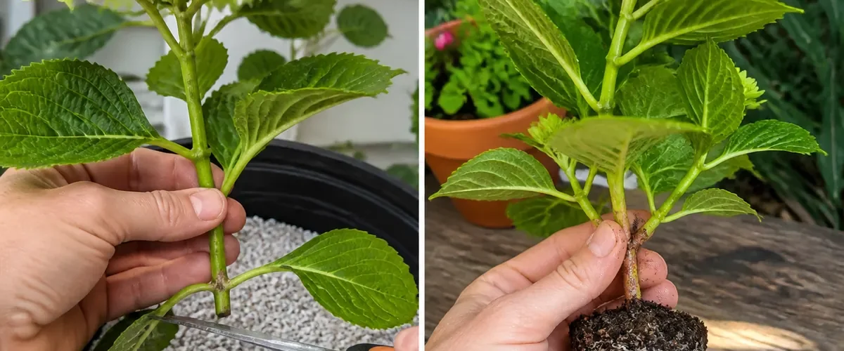 A hydrangea cutting before propagation and after developing healthy roots