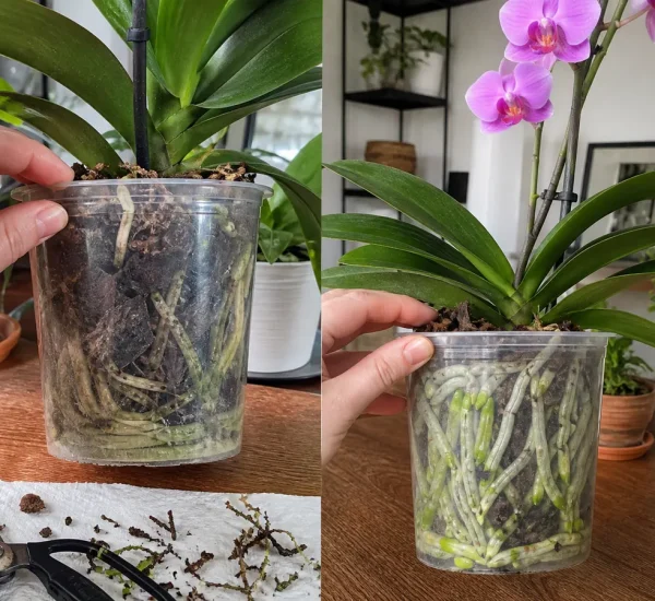 Tired orchid roots before green root tips healthy leaves and flowers afterward