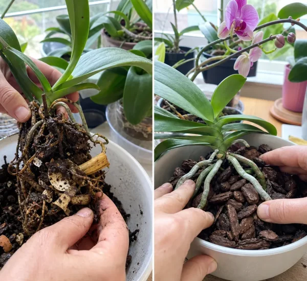 Before and after clean orchid feeding without raw kitchen scraps