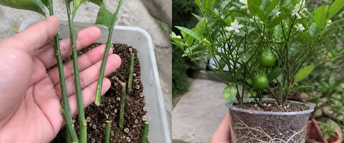 Bare pelargonium cuttings before several rooted flowering plants afterward