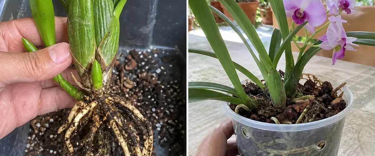 Unsafe orchid stem scraps before a healthy rooted baby orchid afterward