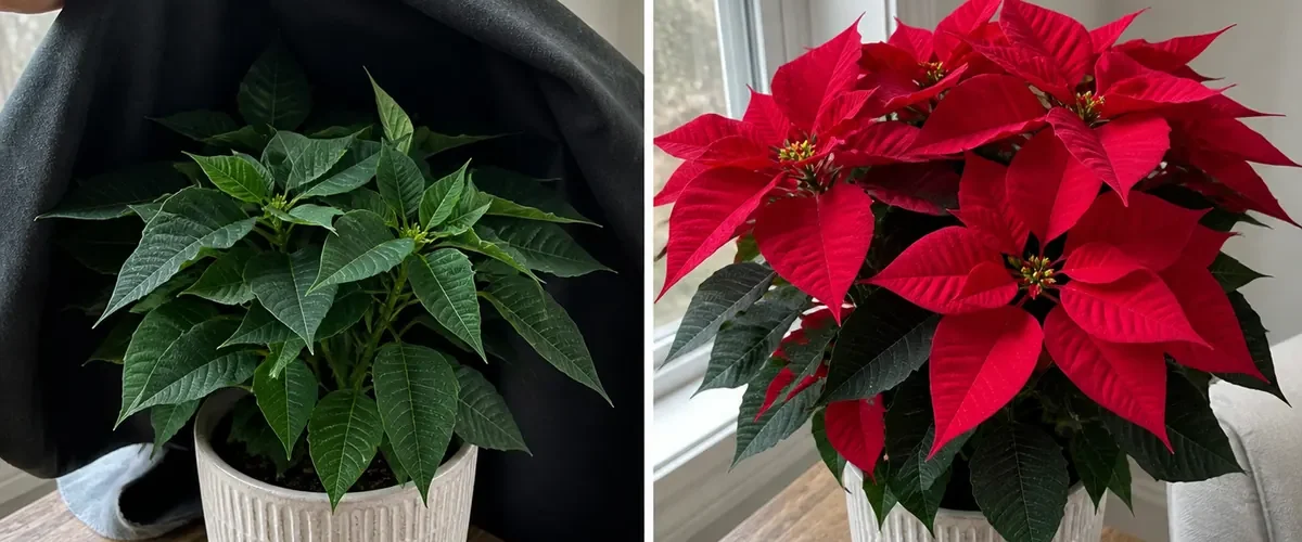 Healthy green poinsettia before a rich crown of red bracts afterward