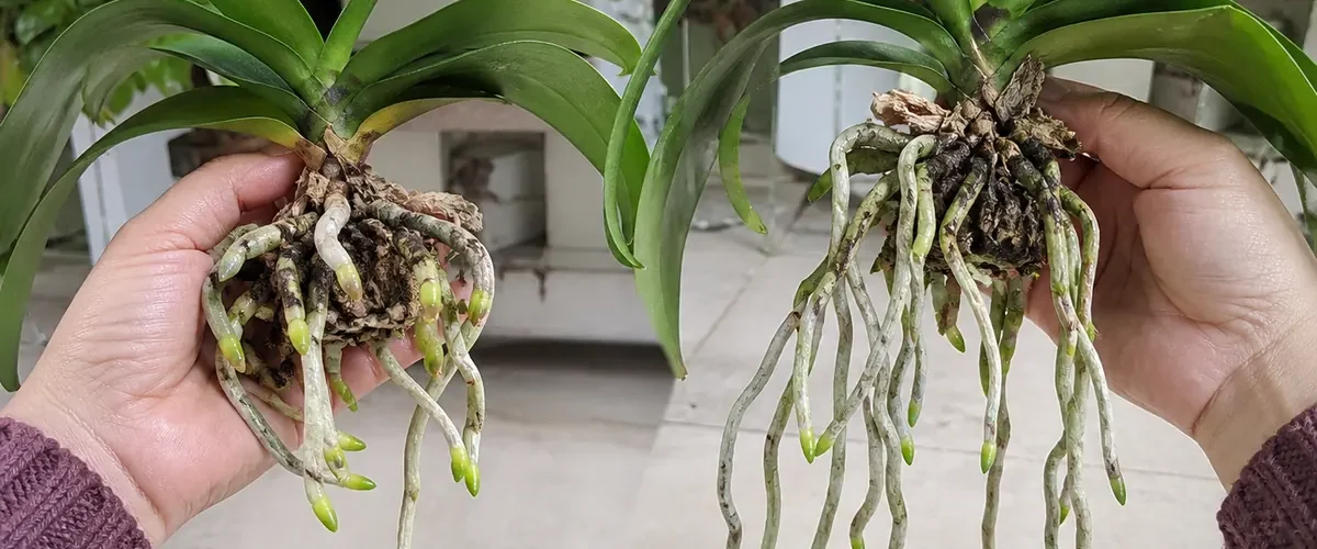 Rice residue on orchid before clean active root growth afterward