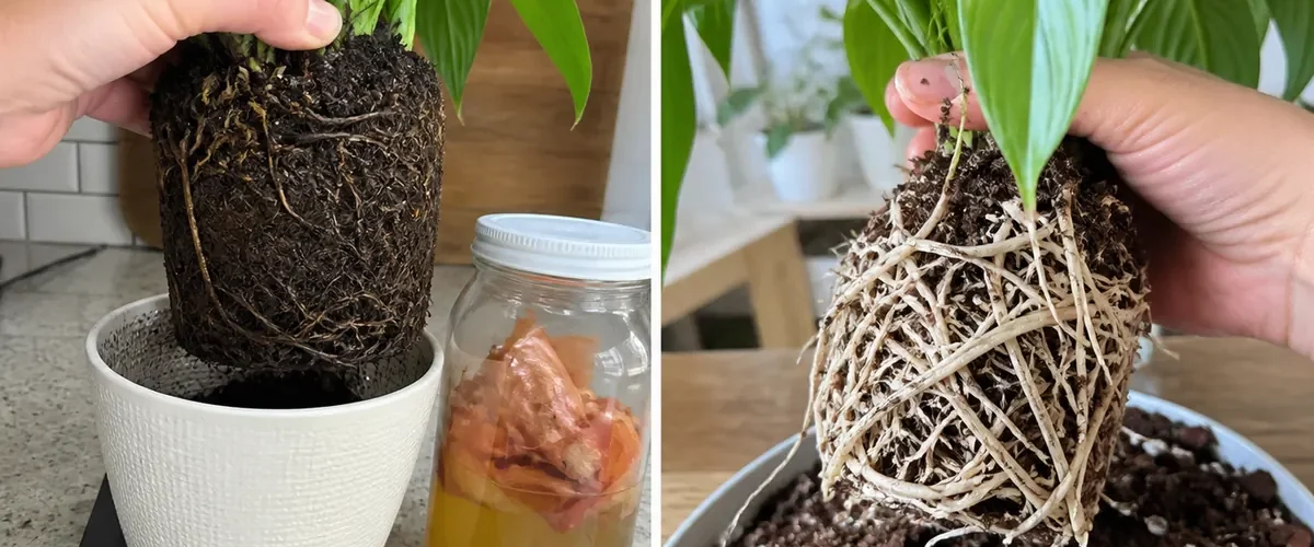 Drooping peace lily beside onion water before and healthy rooted plant afterward