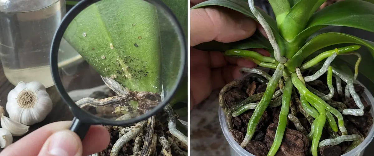 Garlic orchid treatment before and healthy new roots after accurate diagnosis