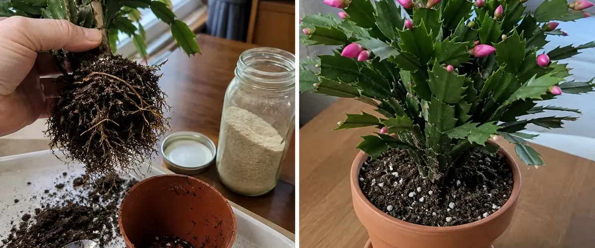 Mixed plants before a yeast water shortcut and after balanced measured feeding