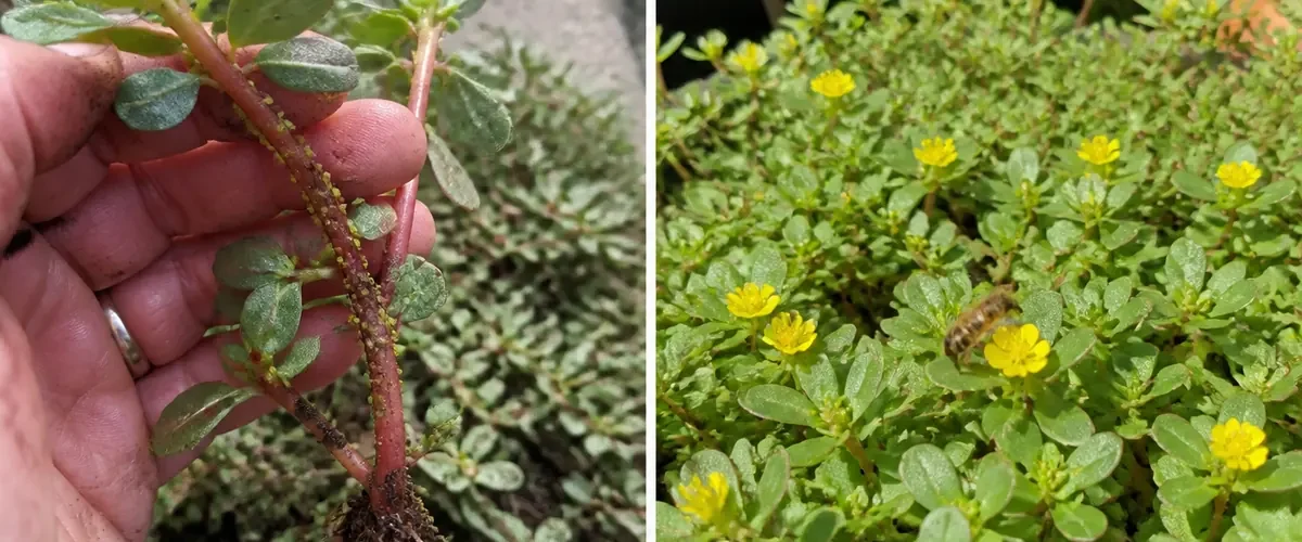 Purslane lookalikes being checked before a colorful pollinator patch grows afterward