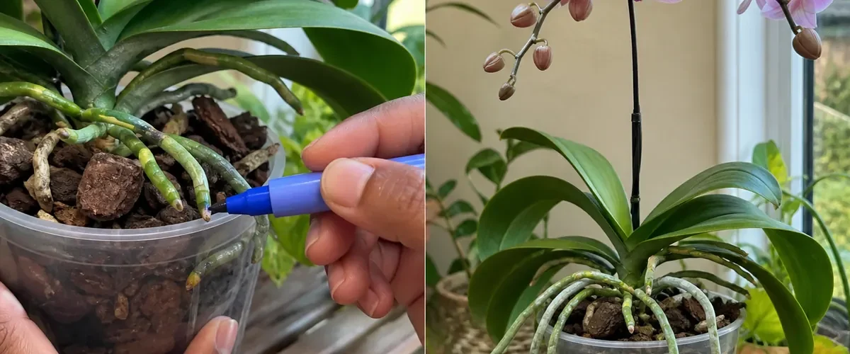Orchid root inspection before active roots and a flower spike afterward