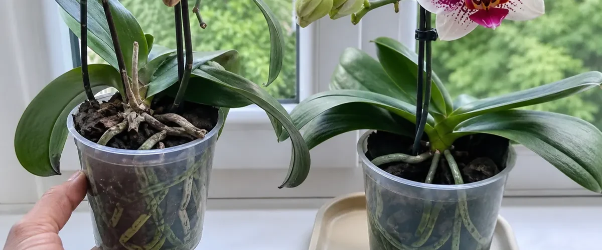 Stressed orchid buds before a lasting fresh flower display afterward