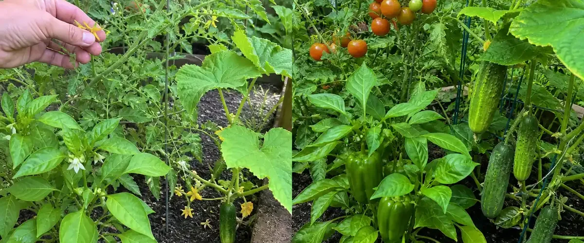 Poor vegetable fruit set before a healthy mixed harvest afterward
