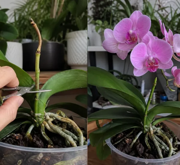 Bare post-bloom orchid before a fresh flower spike and blooms afterward