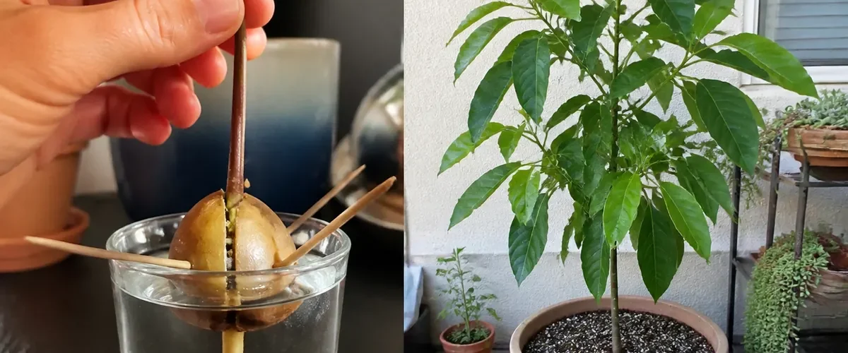 Avocado pit germinating before becoming a leafy ornamental container tree afterward