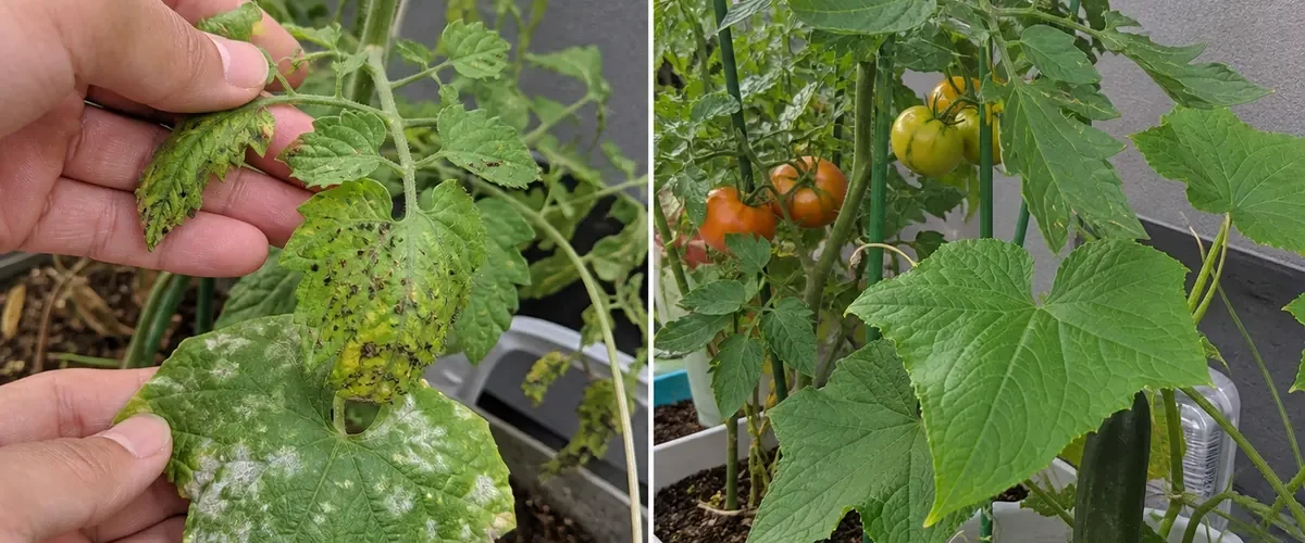 Damaged tomato and cucumber leaves before clean productive growth afterward