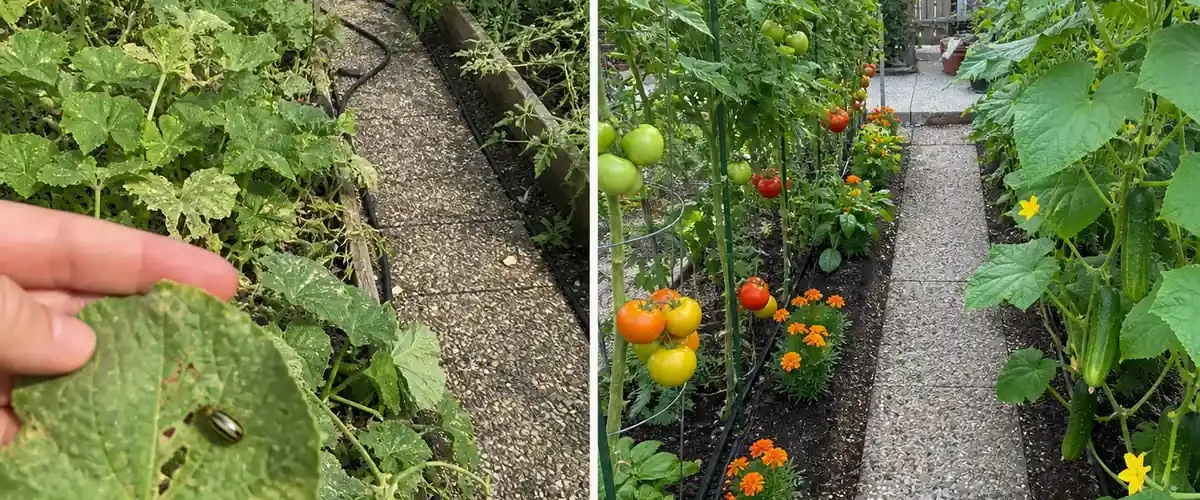 Crowded tomato and cucumber vines before a productive shared bed afterward