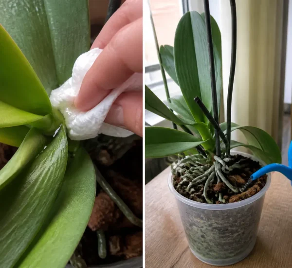 An orchid before rice water care and after clean crown-safe watering and growth