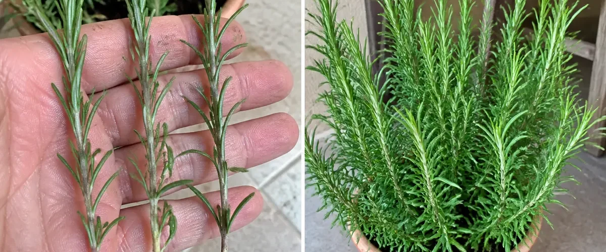 Leggy rosemary stems before a compact fragrant branching canopy afterward
