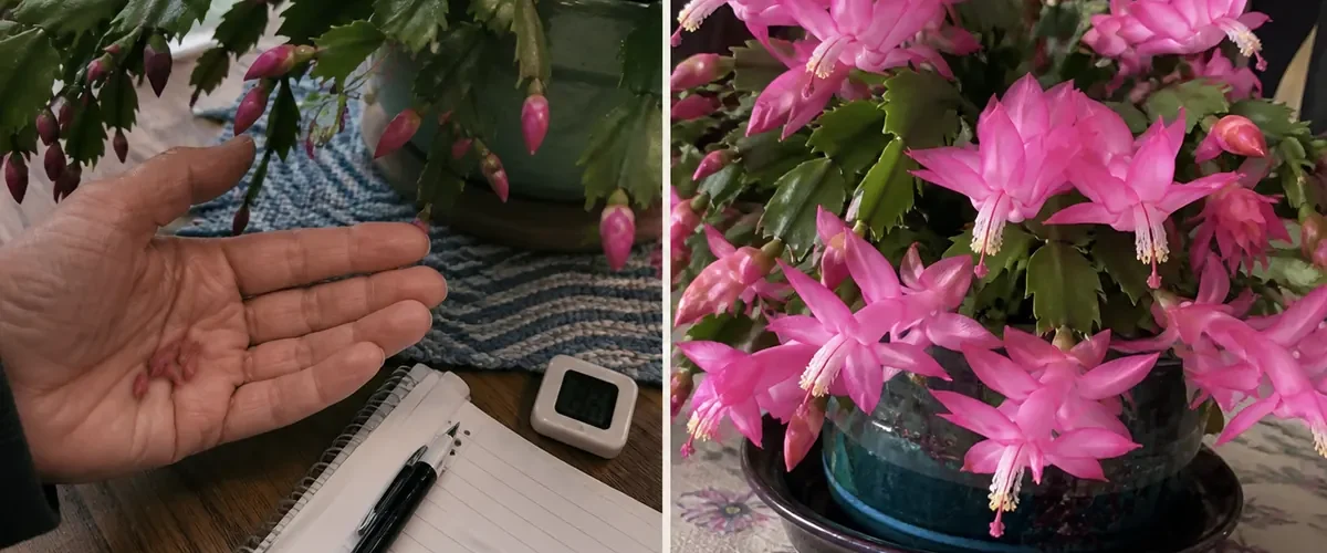 Christmas cactus near evening light before a ring of flowers afterward