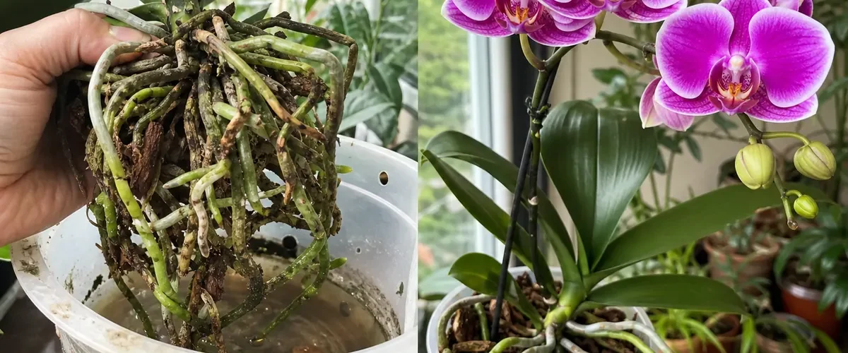 Overfilled orchid water pot before healthy roots and flowers afterward