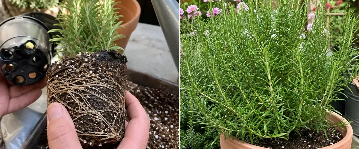 Poor rosemary drainage before a bushy fragrant herb harvest afterward