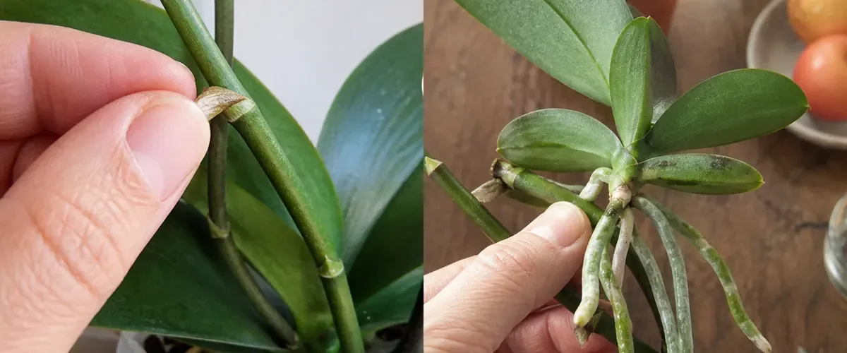 Finished orchid flower-spike node before a rooted baby keiki afterward
