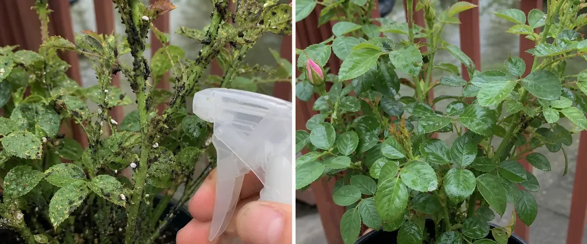 Visible aphids and ants before clean vigorous plant growth afterward
