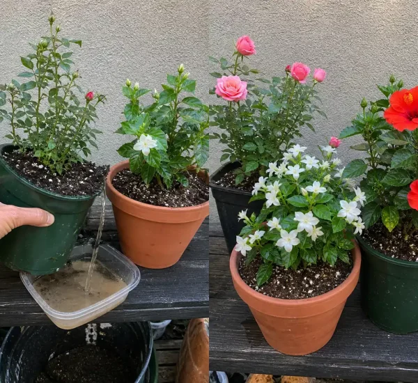 Sparse flowering pots before healthy species-appropriate blooms afterward