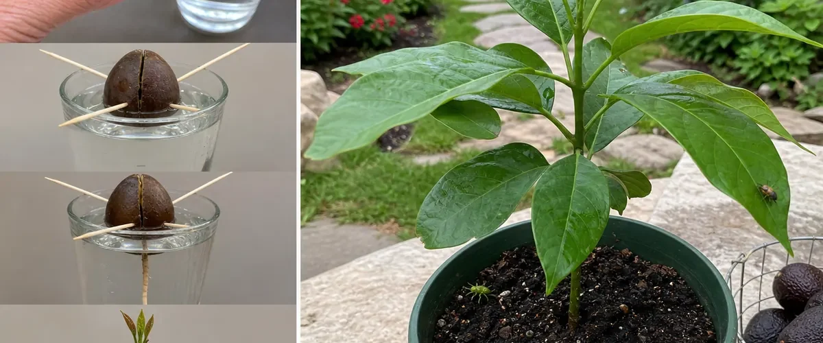 Saved avocado pit before a glossy ornamental houseplant afterward