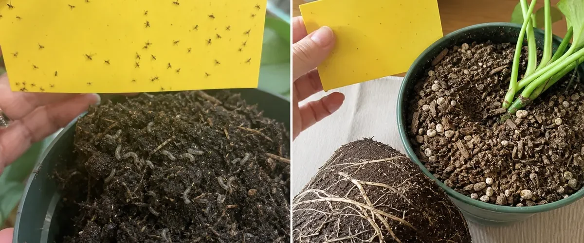 Fungus gnats in damp plant soil before clean healthy roots afterward