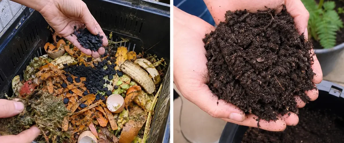 Fresh potato peels before dark mature garden compost afterward