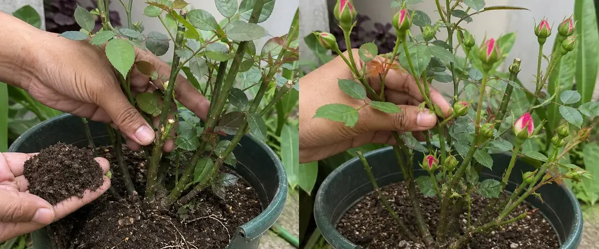Mature bloomless plant before a dense believable flower flush afterward