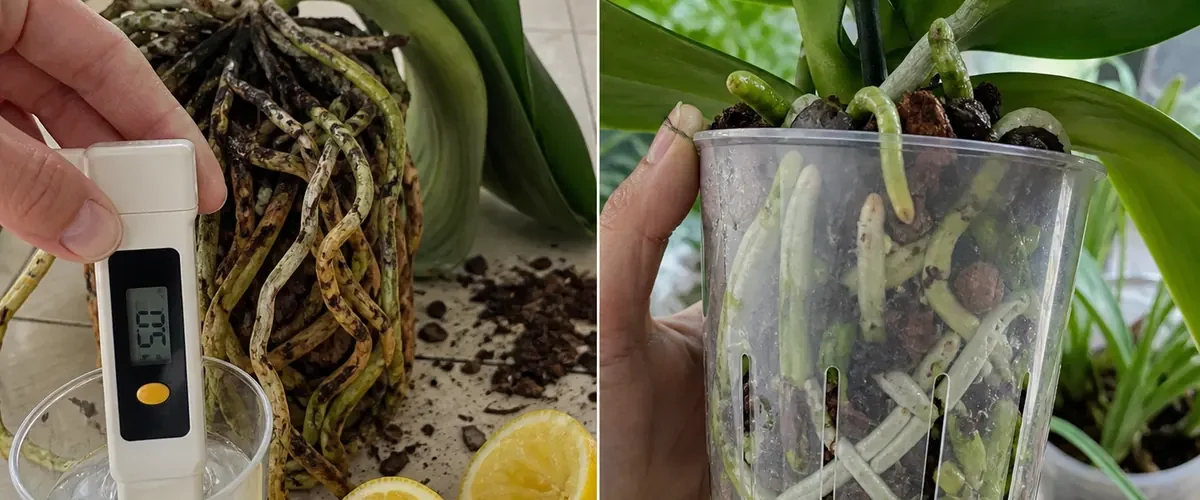 Orchid roots after a lemon treatment and after recovery in fresh airy bark