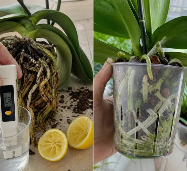 Orchid roots after a lemon treatment and after recovery in fresh airy bark