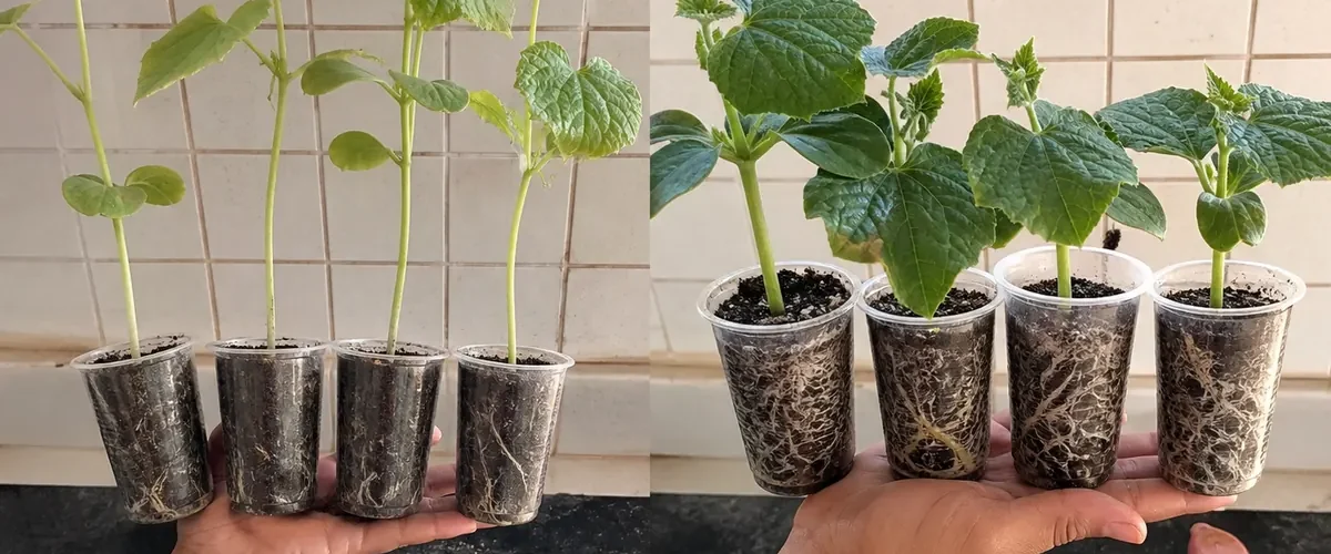 Leggy cucumber seedlings before compact deep-green transplant-ready plants afterward