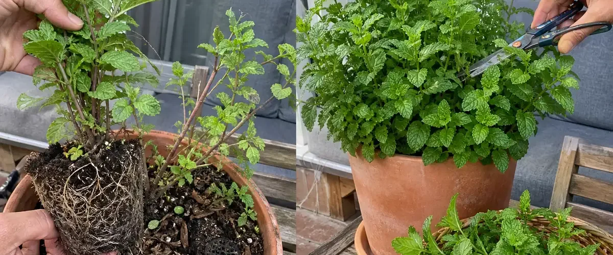 Escaping mint runners before a lush contained pot afterward
